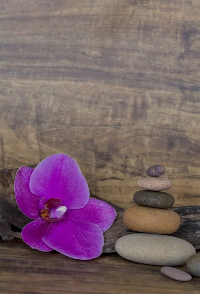 Orchid och sten — Stockfoto
