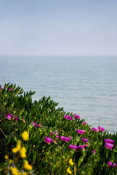 Blommor framför havet — Stockfoto
