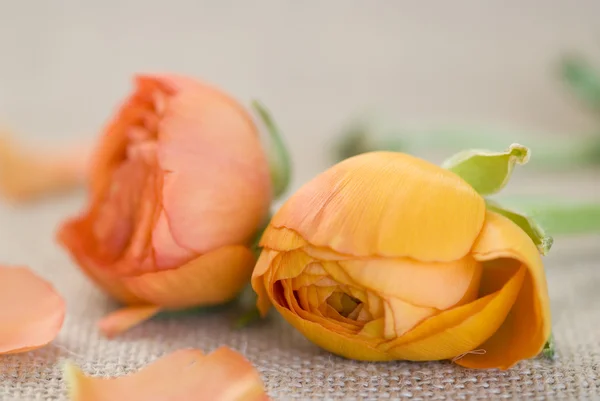 Jaskier kwiaty — Zdjęcie stockowe