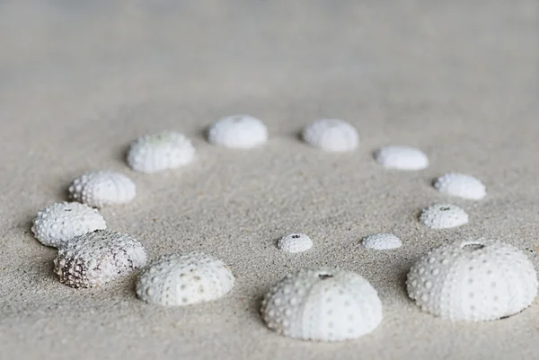 Conchas de erizo de mar — Foto de Stock