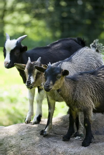 Tre capre — Foto Stock