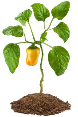 Sweet pepper plant clipart