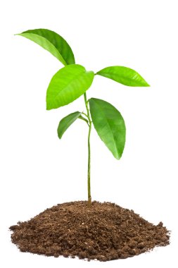 Green sapling clipart