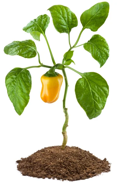 Planta de pimenta doce — Fotografia de Stock