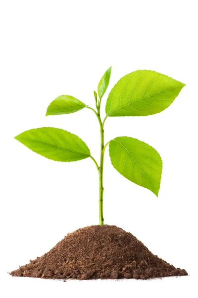 Recién nacido pequeña planta verde — Foto de Stock