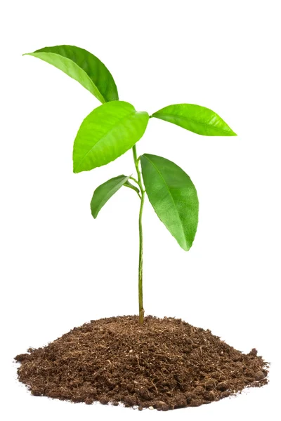 Grön planta — Stockfoto