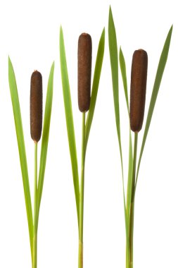 Three cattail stalks with cobs clipart