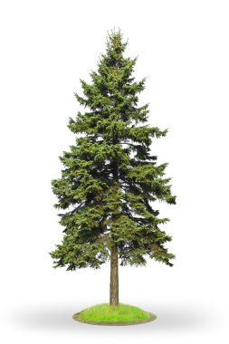 Green Spruce clipart