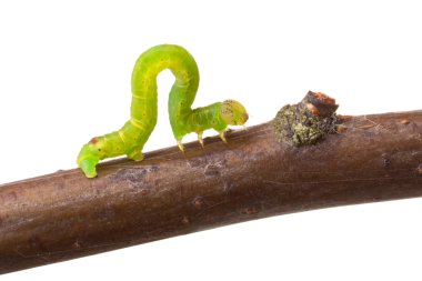 Inchworm walking on a branch clipart
