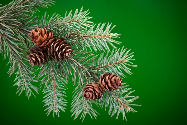 Branch of Blue Spruce with cones — Stock Photo, Image