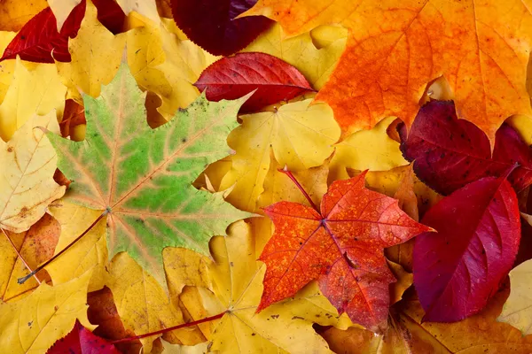 stock image Autumn leaves on the ground