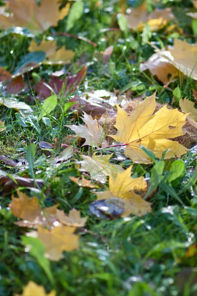 Autumn leaves on a green lawn — Stock Photo, Image