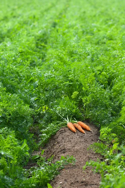 Морковь готова к уборке. — стоковое фото
