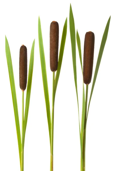 Three cattail stalks with cobs — Stock Photo, Image
