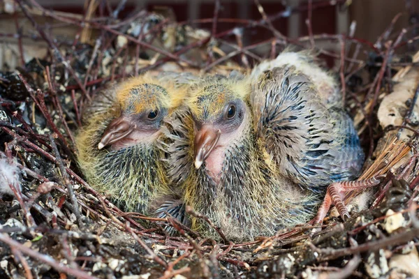 Stock image Two chicks dove in the nest