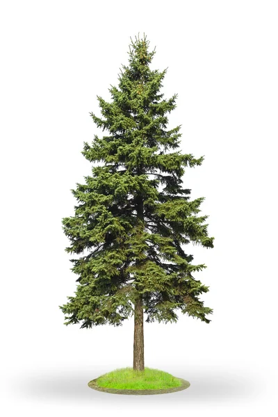 Green Spruce — Stock Photo, Image