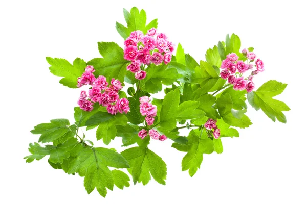 Flowering branch of Crataegus — Stock Photo, Image