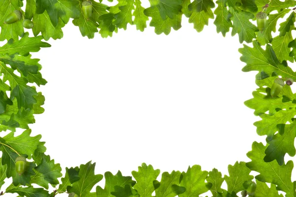バックライトのカシの葉のフレーム — ストック写真