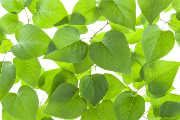 Hintergrund der hinterleuchteten grünen Blätter — Stockfoto