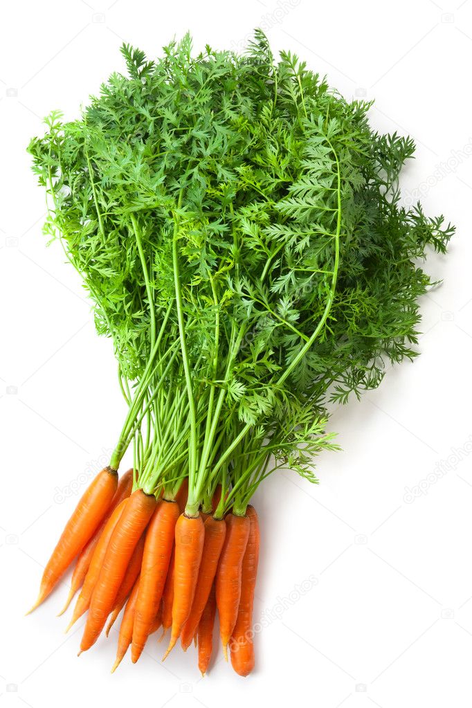 Big bunch of fresh carrots with green tops