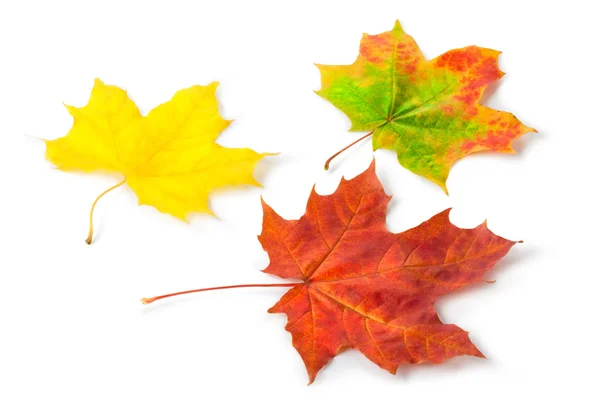 Three colorful maple autumnal leaves — Stock Photo, Image