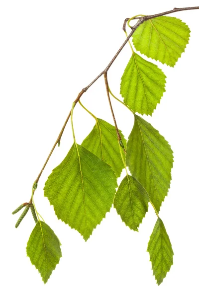 Birch twig in backlight — Stock Photo, Image