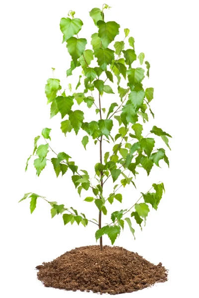 Young birch tree — Stock Photo, Image