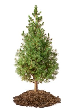 Young Spruce (Picea glauca Conica) clipart