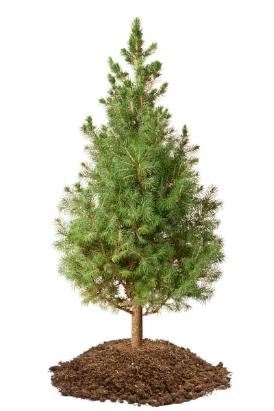 Молодая ель (Picea glauca conica ) — стоковое фото