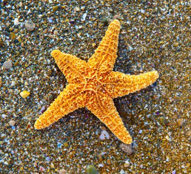 Starfish on sea coast clipart