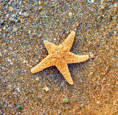 Deniz yıldızı deniz kenarı
