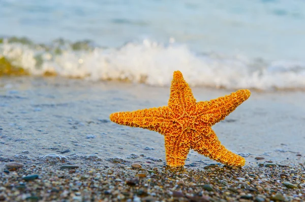 Starfish aan de wal — Stockfoto