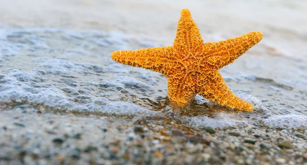 Starfish partra — Stock Fotó
