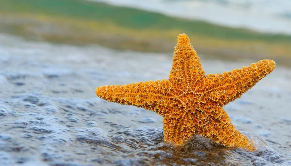 Estrella de mar en tierra — Foto de Stock
