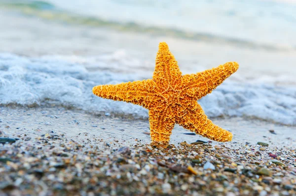 Starfish aan de wal — Stockfoto