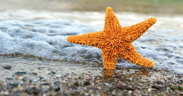 Estrella de mar en tierra — Foto de Stock