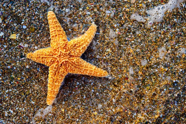 Sjöstjärna på seglar utmed kusten — Stockfoto