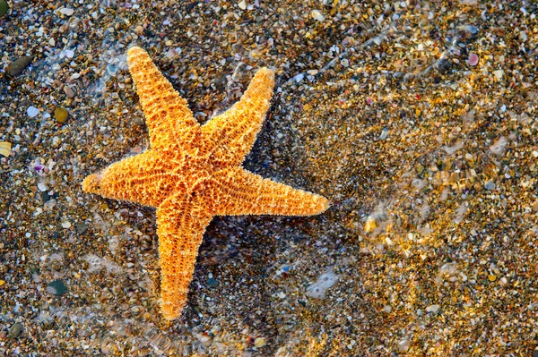 Starfish pe coasta mării — Fotografie, imagine de stoc