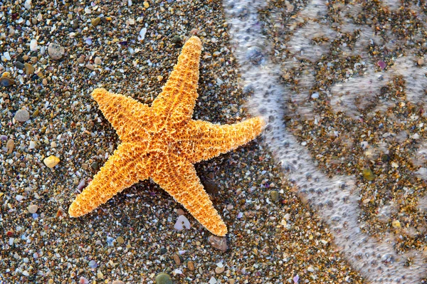 Deniz yıldızı deniz kenarı — Stok fotoğraf