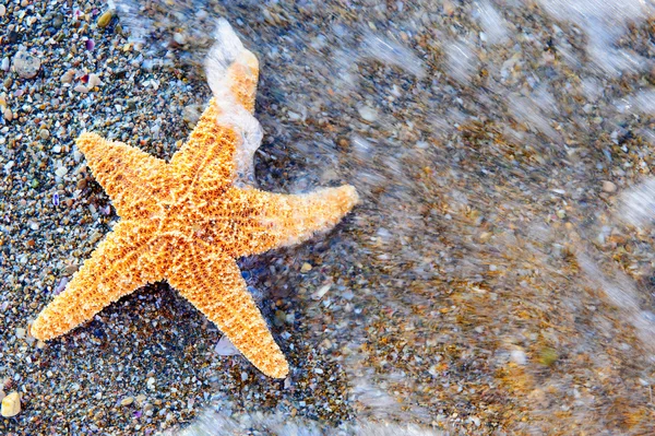 Tengeri csillag-tenger partján — Stock Fotó