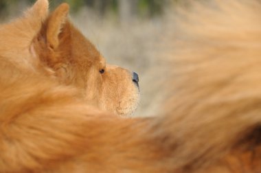 Köpek Yaklaş