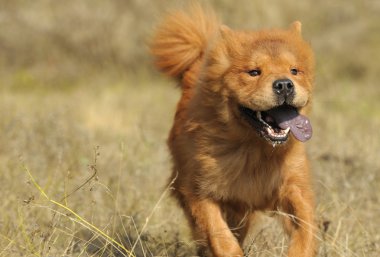 çalışan köpek