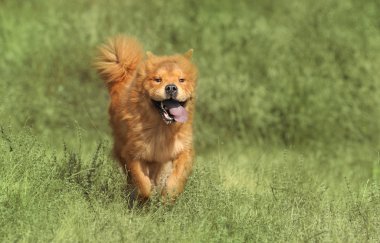 çalışan köpek