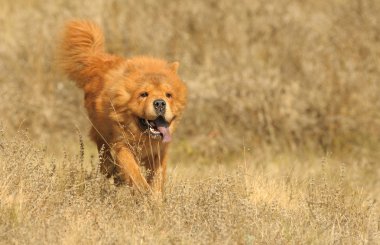 çalışan köpek