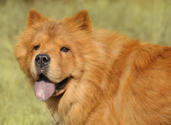 Dog breed of Chow-chow — Stock Photo, Image