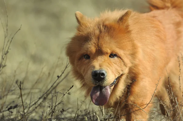 uyumak köpek doğurmak