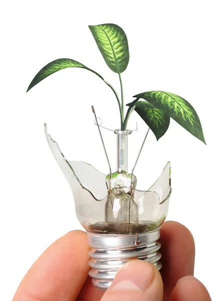 Den trasiga lampan i en hand med en växt som växer från det — Stockfoto