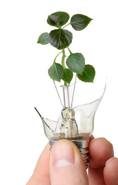 Den trasiga lampan i en hand med en växt som växer från det — Stockfoto