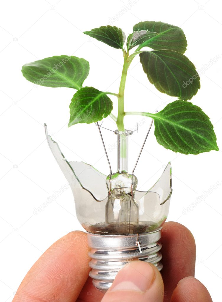 The broken bulb in a hand with a plant growing from it