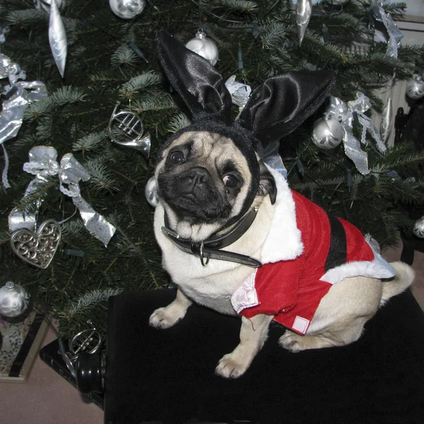 stock image Christmas Pug - Weihnachts-Mops